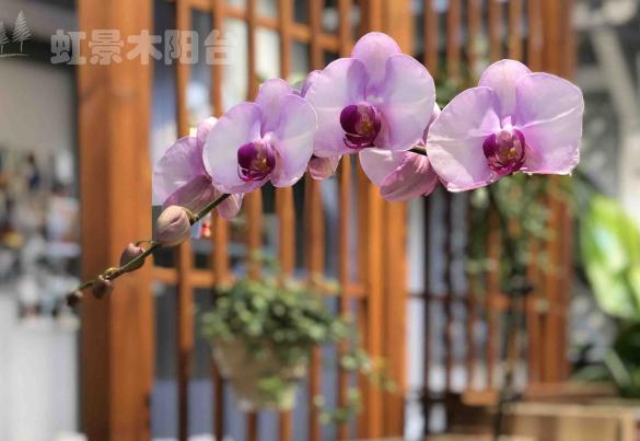 樂(lè)安居展廳